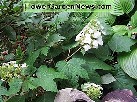 Eikenbladige hortensia Oakleaf hydrangea