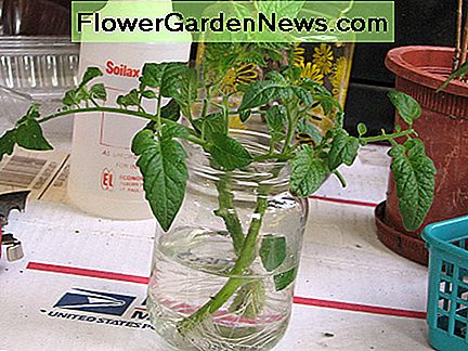 Tomatenstecklinge in Wasser gelegt, um Wurzeln zu bilden. Nicht meine bevorzugte Methode, aber es wird immer noch die meiste Zeit funktionieren. Tomato cuttings placed in water to root. Not my preferred method, but it'll still work most of the time.