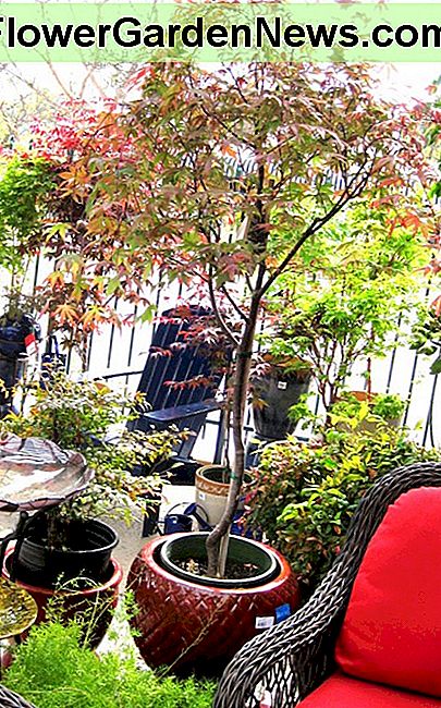 Ein eingetopfter japanischer Ahorn zwischen zwei Stühlen schafft einen intimen Platz auf einer offenen Terrasse. A potted Japanese maple between two chairs creates an intimate space on an open patio.