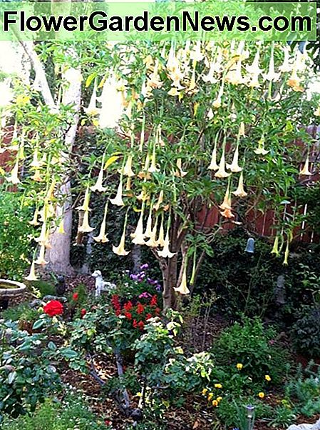 Ein kleiner Baum kann ein schöner Brennpunkt in einem großen Gartenbett sein. Hier eine blühende Brugmansia ( A small tree can be a nice focal point in a large garden bed. Here a blooming Brugmansia (