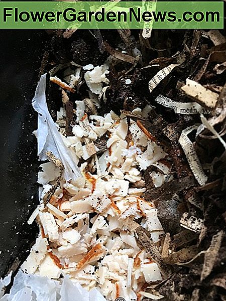Ik graaf een ruimte uit aan een kant van de bovenste lade van de Worm Factory 360 en deponeer de versneden vleeswaren. Ik heb een deel van het bestaande compostmateriaal en strooisel gemengd nadat ik het vlees had toegevoegd. I dig out a space on one side of the top tray of the Worm Factory 360, then dump in the cut up cold cuts. I mixed in some of the existing compost material and bedding after adding the meat.