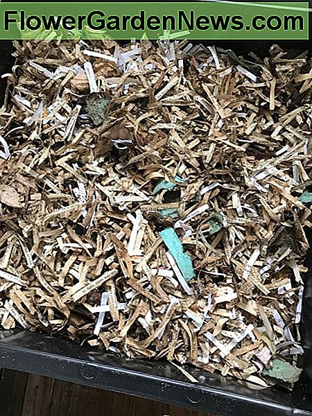 Zorg ervoor dat je de nieuw toegevoegde materialen bedekt met beddengoed voordat je het deksel weer opzet. Op dit moment bestaat mijn wormbedding voornamelijk uit papiersnippers (die te zwaar beschadigd waren om te doneren of te verkopen). Make sure to cover up the newly added materials with bedding materials before putting the lid back on. Right now my worm bedding consists mostly of shredded paperback books (which were too badly damaged to donate or sell).