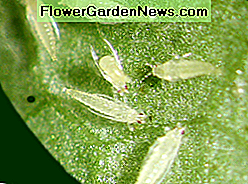 thrips fodring på et blad thrips feeding on a leaf