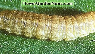 knoporm cutworm