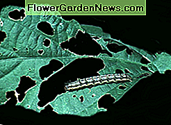 øreorm forårsager huller på en løv earworm causing holes on a foliage