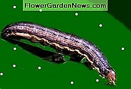armyworm armyworm