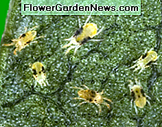 edderkoppemider spider mites