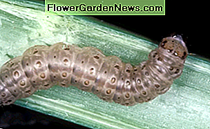 europæisk majsborer på en grøntsagsstamme european corn borer on a vegetable stem