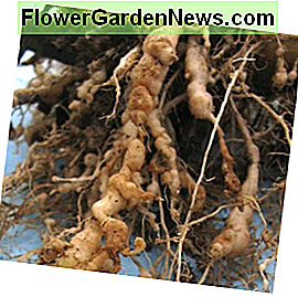 rodknude galler forårsaget af nematoder root-knot galls caused by nematodes