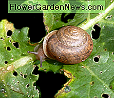 snegl fodring på et kale blad snail feeding on a kale leaf