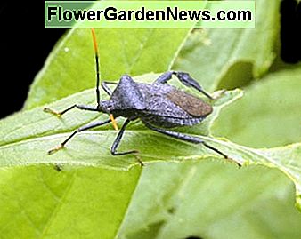squash bug squash bug