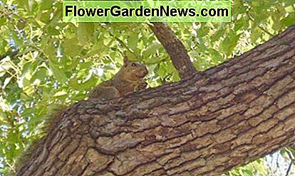 Bomen bieden huizen voor alle soorten vogels, dieren en insecten. Trees provide homes for all sorts of birds, animals, and insects.
