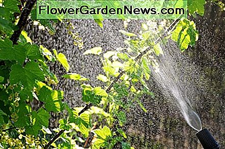 Een waterstraal onder hoge druk zal bladluizen van uw rozen af slaan A high pressure spray of water will knock aphids off of your roses