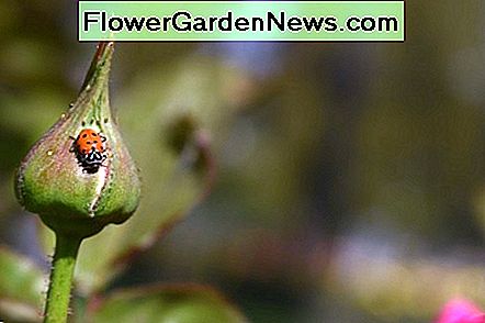Lady bug jachtluizen op een rozenstruik Lady bug hunting aphids on a rose bush