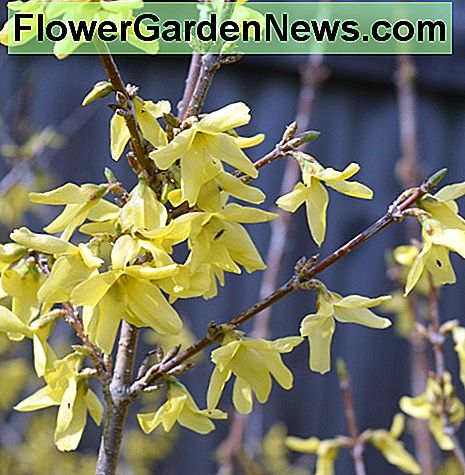 Forsythia ya atrae insectos. Forsythia already attracts insects.