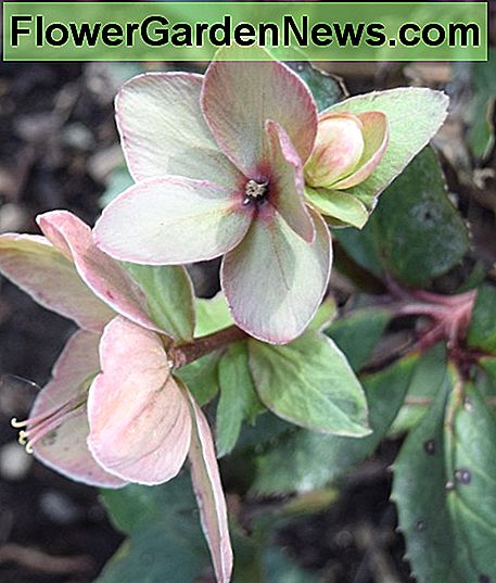 Las flores de Hellebore son primeros bloomers. Hellebore flowers are early bloomers.