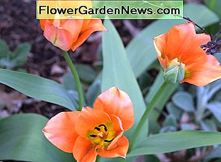 Tulipanes Naranjas Orange Tulips