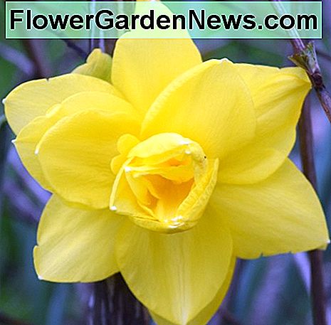 Narciso Daffodil