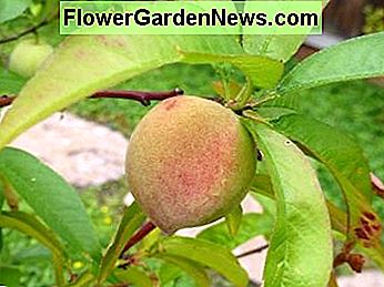 Een van de vijf Babcock-witte perziken One of the five Babcock white peaches