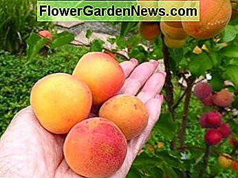 23 juni 2013 - Eerste vier abrikozen die een aantal dagen op het aanrecht rijpen June 23, 2013 - First four apricots to ripen on kitchen counter for a couple of days