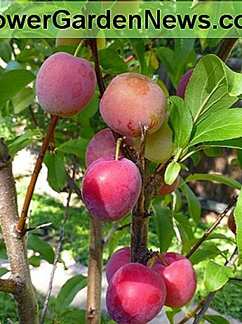 Santa Rosa-pruimen die hun ware kleur tonen Santa Rosa plums showing their true color