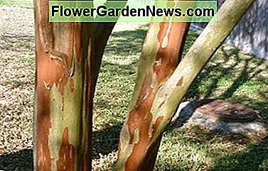 Hübsche Barke eines anderen Kreppmyrtenbaums Pretty bark of another crape myrtle tree