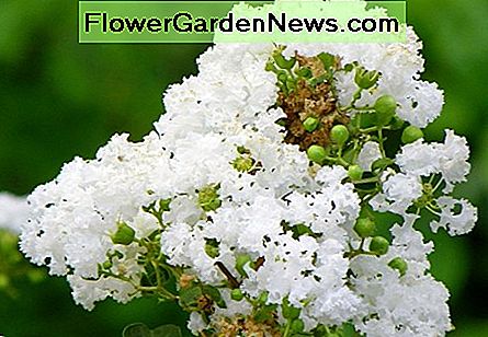 Nahaufnahme der Kreppmyrtenblüten Closeup of crape myrtle blossoms