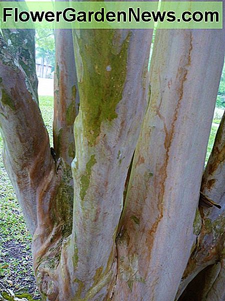 Dieser Kreppmyrtenbaum ist älter. Beachten Sie die interessante Rinde! This crape myrtle tree is older. Notice the interesting bark!