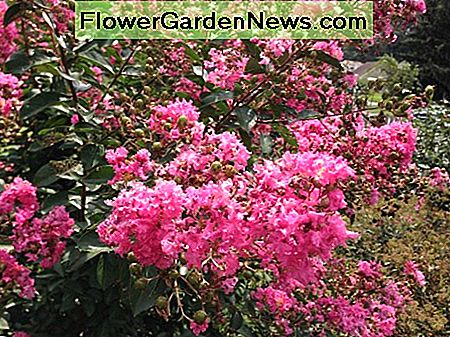 Crape Myrten in voller Blüte Crape myrtles in bloom