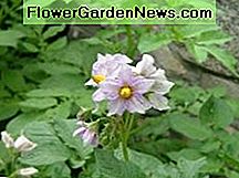 Kartoffel Blume potato flower