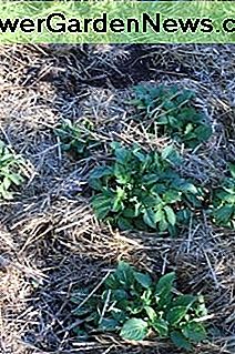 Mulchen Kartoffeln mulching potatoes