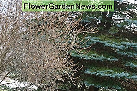 Der blattlose Strauch vor der Kiefer ist Forsythia. Wir bemerkten die Lage dieses Strauches in einem leeren Grundstück, als es im Frühling blühte. The leafless shrub in front of the pine tree is Forsythia. We noted the location of this shrub in an empty lot when it was blooming in the spring time.
