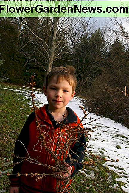 Mein sechsjähriger Sohn hält Forsythia-Zweige: Wir werden diese drinnen bringen, um eine Blüte zu erzwingen. My six year old son holds Forsythia branches: we will bring these indoors to force a bloom.