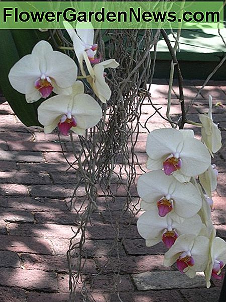 Phalaenopsisorchidee en mos Phalaenopsis orchid and moss