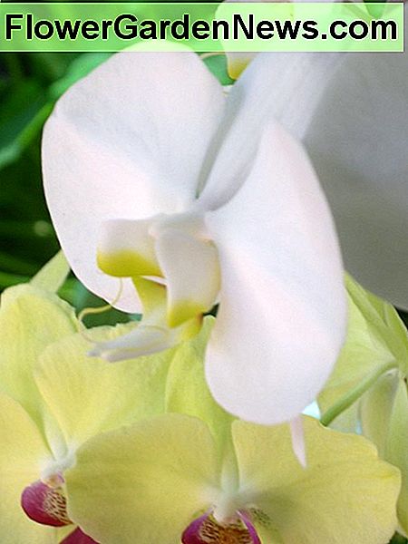 Phalaenopsis Orchid Phalaenopsis Orchid