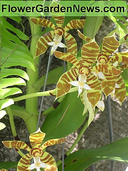 Tiger Stripe Orchid - Neofinetia falcata Tiger Stripe Orchid - Neofinetia falcata