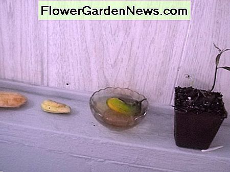 Einen Mangobaum vom Samen anbauen Growing A Mango Tree From Seed