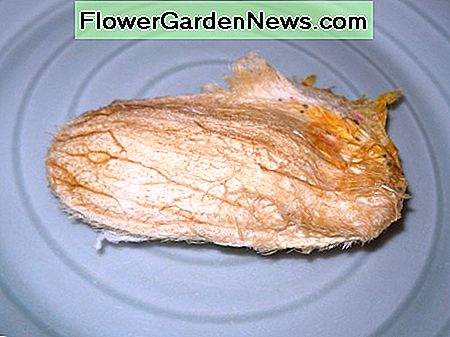 Getrockneter Mango-Samen (mit fester äußerer Schicht noch angebracht) Dried Mango Seed (With Hard Outer Layer Still Attached)