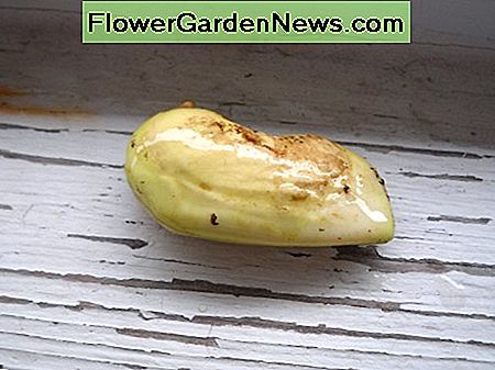 So sieht der Kern der Mangosamen aus. This what the core of the mango seed looks like.