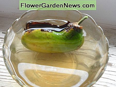 Platziere Mangosamen in Wasser (dieser sprießt) Place Mango Seed in Water (This One Is Sprouting)