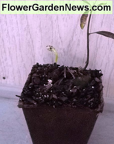 Baby Mangobaum! Baby Mango Tree!