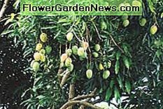 Mangobaum Neid Mango Tree Envy