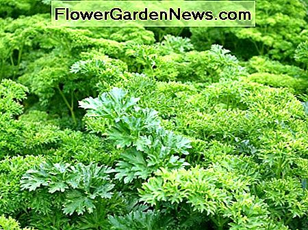 Peterselie is een winterharde plant. Het zal regenen of schijnen. Parsley is a hardy plant. Rain or shine it will grow.