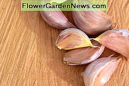 Het is het beste om knoflookbollen in de herfst te planten. De bollen breiden uit in de winter. De smaak is het lekkerst als volgroeide bollen worden geoogst. It is best to plant garlic bulbs in the Fall. The bulbs expand in winter. The flavor is best tasting when full matured bulbs is harvested.