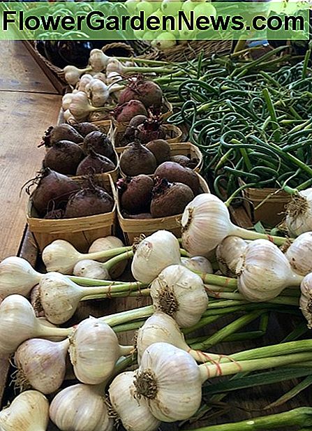 Een wintertuin vervult en is nuttig voor de eettafel. Pompoenen en kruiden groeien prima in de kou. A winter garden is fulfilling and beneficial to the dinner table. Squashes and herbs grow just fine in the cold.