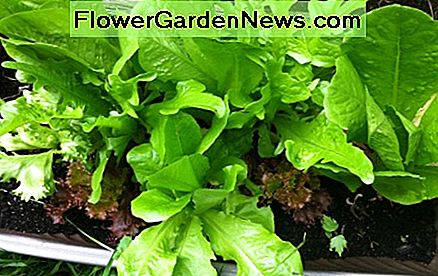 Haga una ensalada en cualquier momento con lechuga fresca de su jardín. Make a salad anytime with fresh lettuce from your garden.