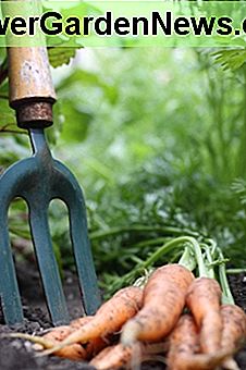 Zanahorias frescas del jardín. Carrots fresh from the garden.