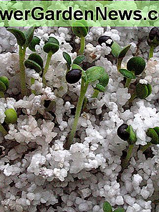 Răsaduri hidroponice. Frumusețea fotografiei http://www.flickr.com/photos/ibitmylip/139761697/ sub licența Creative Commons Attribution Hydroponic Seedlings. Photo courtesy of http://www.flickr.com/photos/ibitmylip/139761697/ under Creative Commons Attribution License
