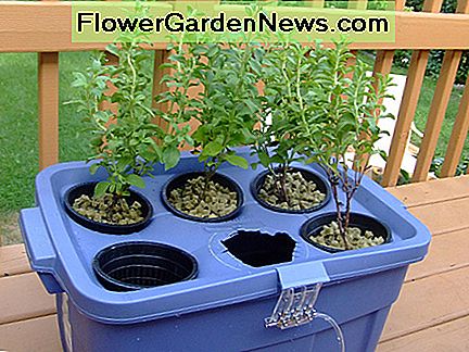 O grădină hidroponică de bază. Creditare foto: http://www.flickr.com/photos/jwynia/226672961/ sub licența Creative Commons Attribution A basic hydroponic garden. Photo Credit: http://www.flickr.com/photos/jwynia/226672961/ under Creative Commons Attribution License