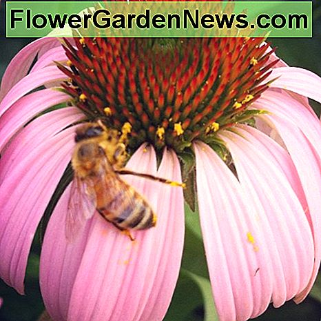 Hjälp locka bin till din grönsaksodling genom att plantera blommor i närheten. Help attract bees to your vegetable garden by planting flowers nearby.